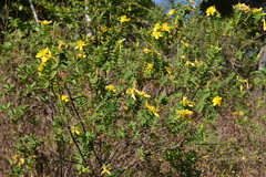 Hypericum mysurense